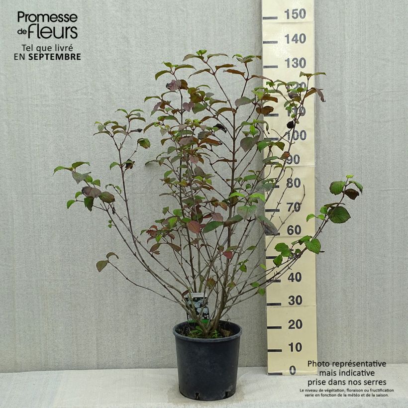 Ejemplar de Viburnum plicatum Popcorn - Viburno de China Maceta 12L/15L entregado en verano