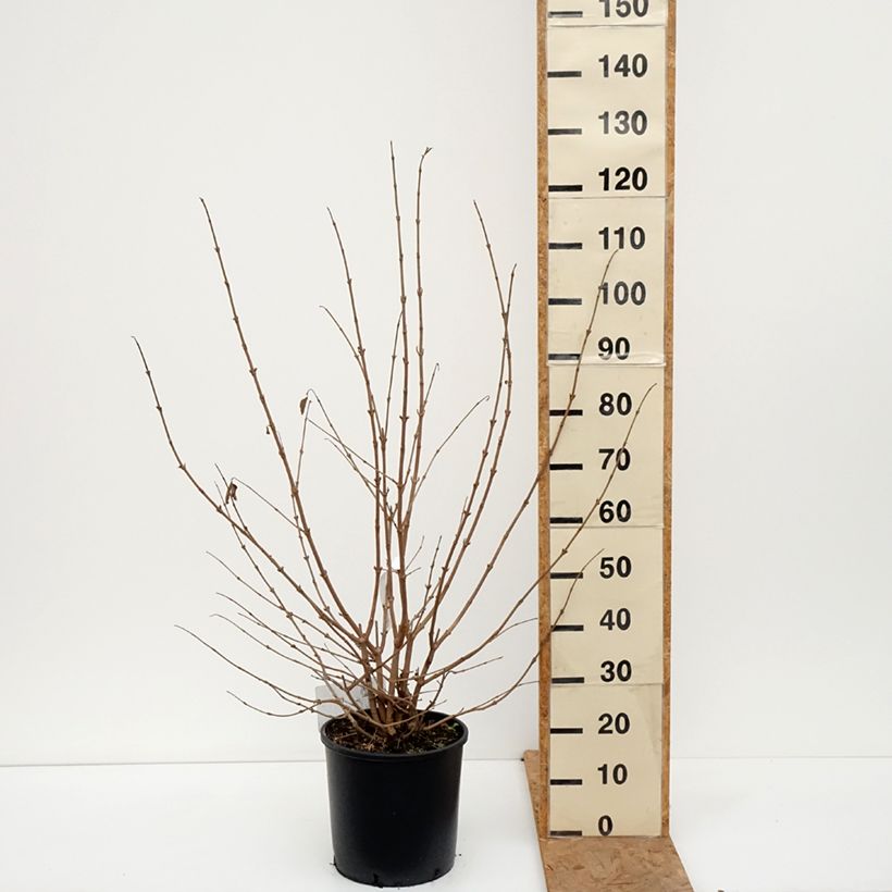 Ejemplar de Viburnum plicatum Popcorn - Viburno de China Maceta 12L/15L entregado en otoño