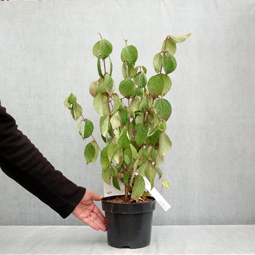 Ejemplar de Viburnum plicatum Popcorn - Viburno de China Maceta 3L/4L entregado en otoño