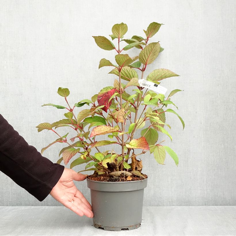 Ejemplar de Viburnum plicatum f. tomentosum Rotundifolium - Viburno de China Maceta 3L/4L entregado en otoño