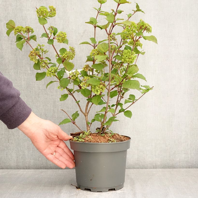 Viburnum plicatum f. tomentosum Rotundifolium - Viburno de China Maceta 3L/4L Ejemplar entregado en la primavera