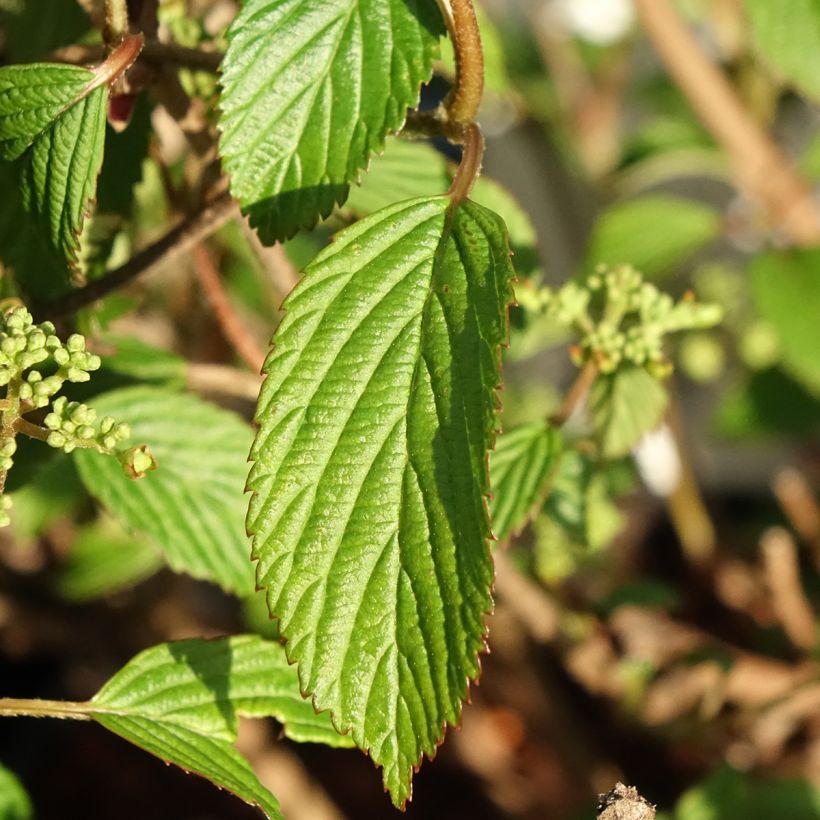 Viburnum plicatum Shirogami - Viburno de China (Follaje)