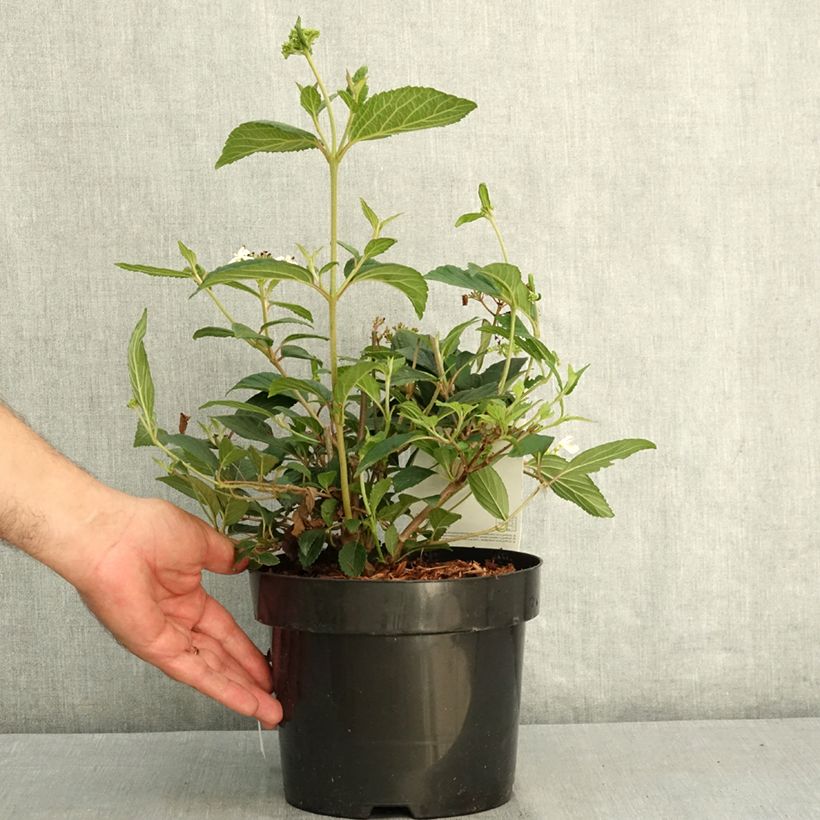 Ejemplar de Viburnum plicatum Shirogami - Viburno de China Maceta 3L/4L entregado en verano
