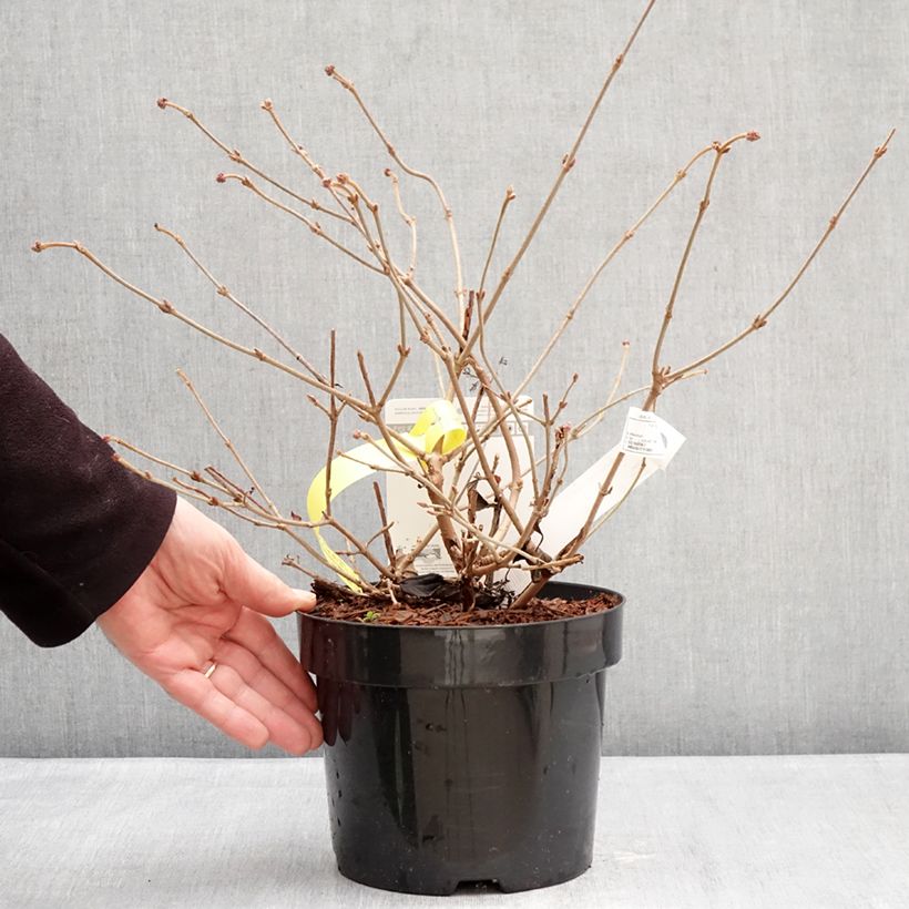 Viburnum plicatum Shirogami - Viburno de China Maceta 3L/4L Ejemplar entregado en invierno