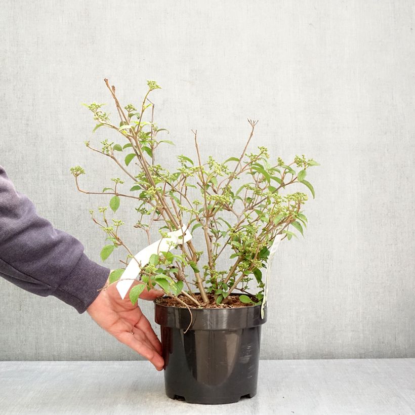 Viburnum plicatum Shirogami - Viburno de China Maceta 3L/4L Ejemplar entregado en la primavera