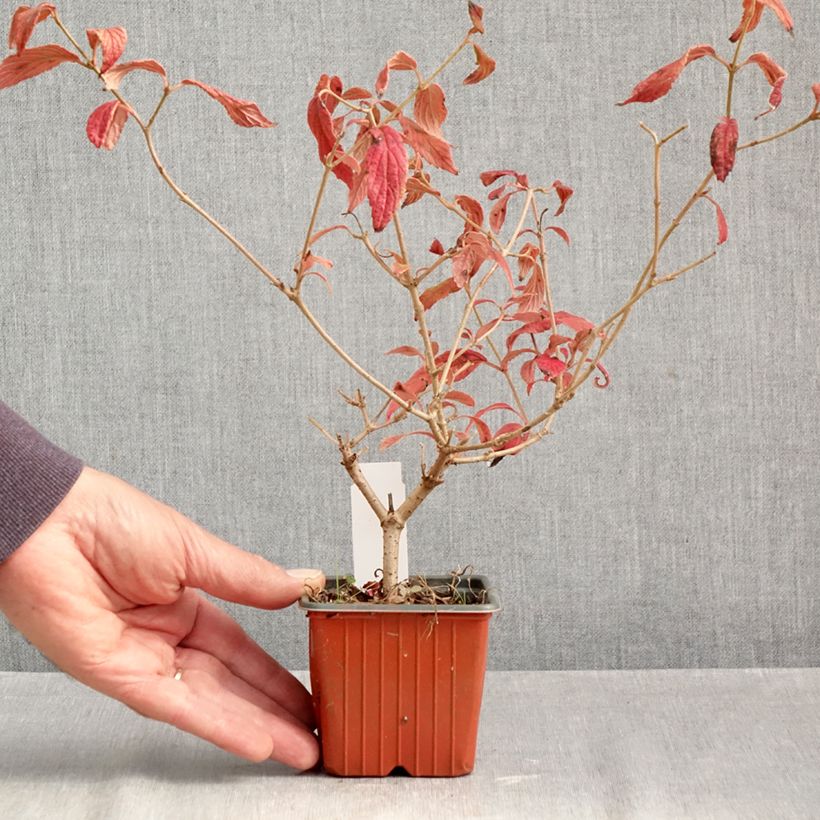 Ejemplar de Viburnum plicatum Watanabe - Viburno de China Maceta de 8/9 cm entregado en otoño