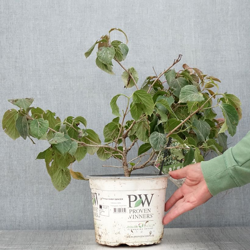 Ejemplar de Viburnum Shiny Dancer - Viburno Maceta 3L/4L entregado en verano