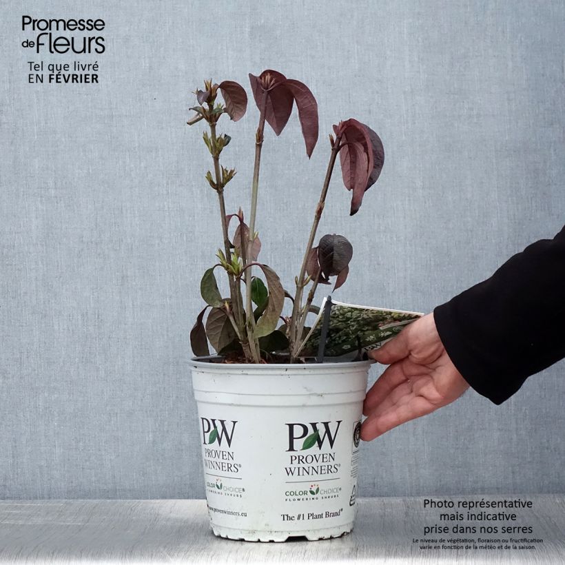 Viburnum Shiny Dancer - Viburno Maceta 3L/4L Ejemplar entregado en invierno