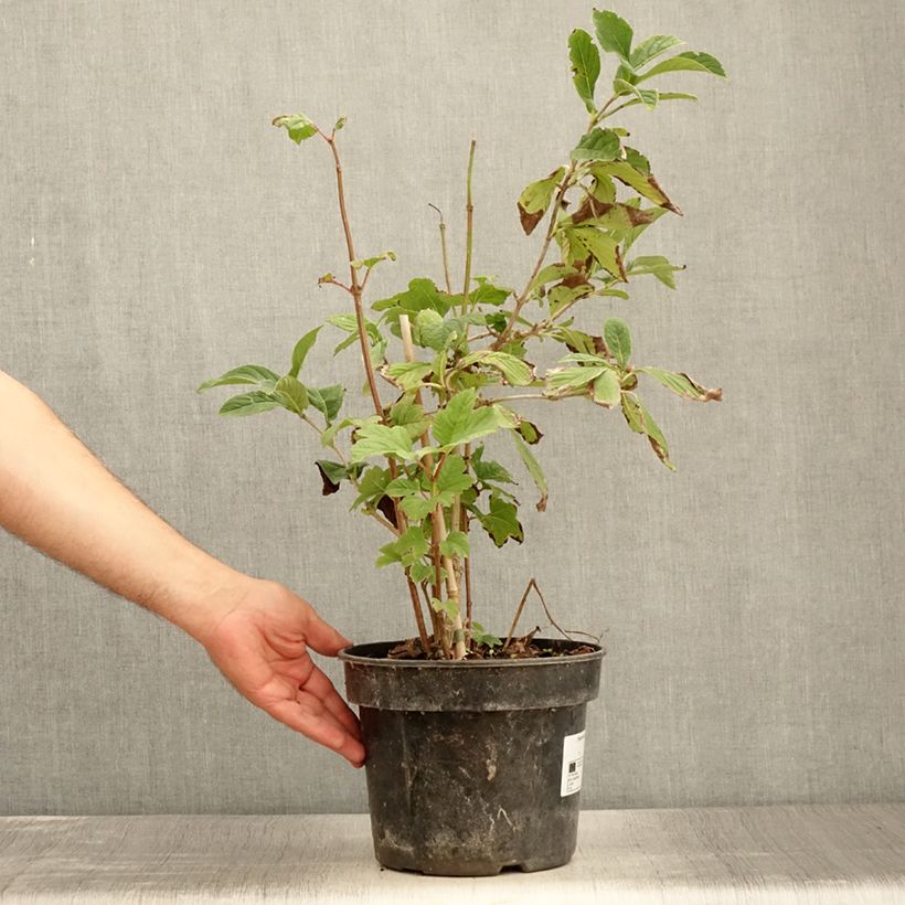 Ejemplar de Viburnum sieboldii Seneca - Viburno Maceta 4L/5L entregado en verano