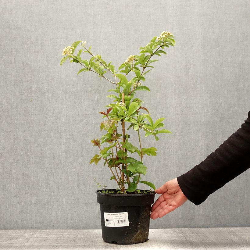 Viburnum sieboldii Seneca - Viburno Maceta 4L/5L Ejemplar entregado en la primavera