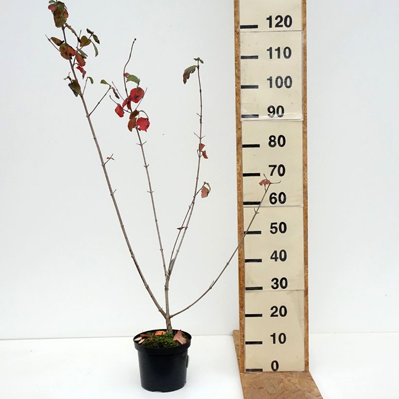 Ejemplar de Viburnum carlcephalum - Viburno Maceta 3L/4L entregado en otoño