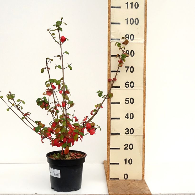 Ejemplar de Viburnum carlcephalum - Viburno Maceta 7,5L/10L entregado en otoño