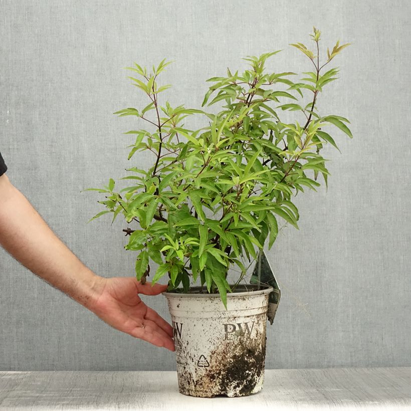 Ejemplar de Vitex agnus-castus Blue Didley - Sauzgatillo Maceta 3L/4L entregado en verano