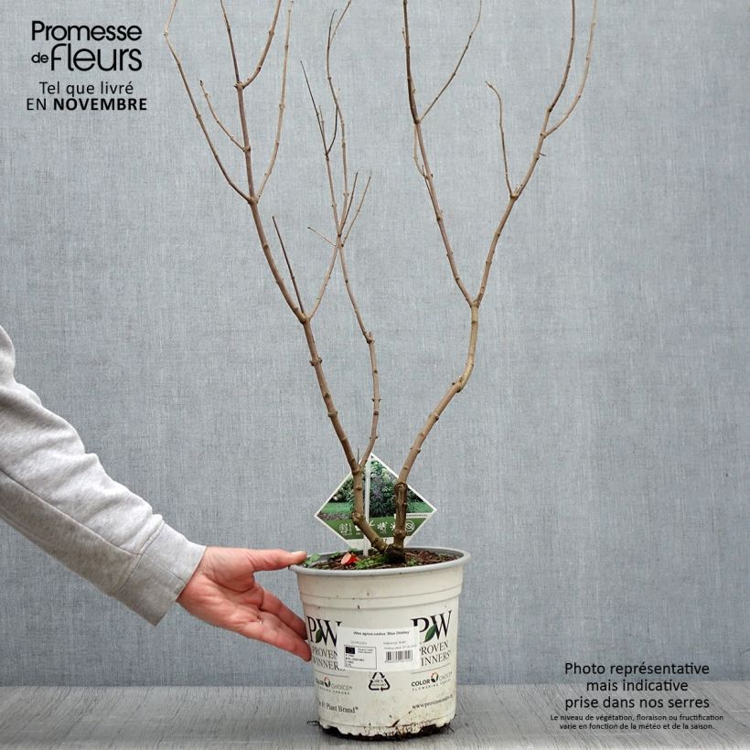 Ejemplar de Vitex agnus-castus Blue Didley - Sauzgatillo Maceta 3L/4L entregado en otoño