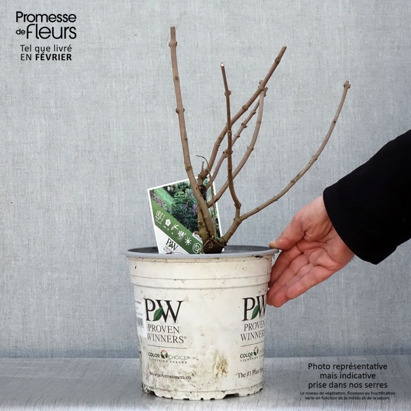 Vitex agnus-castus Blue Didley - Sauzgatillo Maceta 3L/4L Ejemplar entregado en invierno