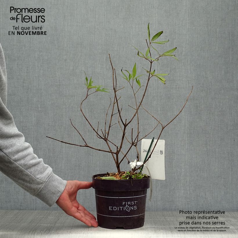 Ejemplar de Vitex agnus-castus Delta Blues - Sauzgatillo Maceta 3L/4L entregado en otoño
