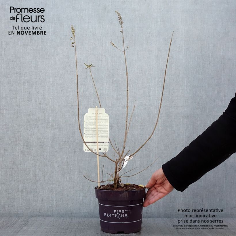 Ejemplar de Vitex agnus-castus Galactic Pink - Sauzgatillo Maceta 3L/4L entregado en otoño