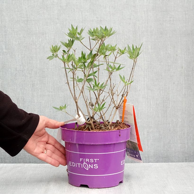 Ejemplar de Vitex agnus-castus Galactic Pink - Sauzgatillo Maceta 3L/4L entregado en otoño