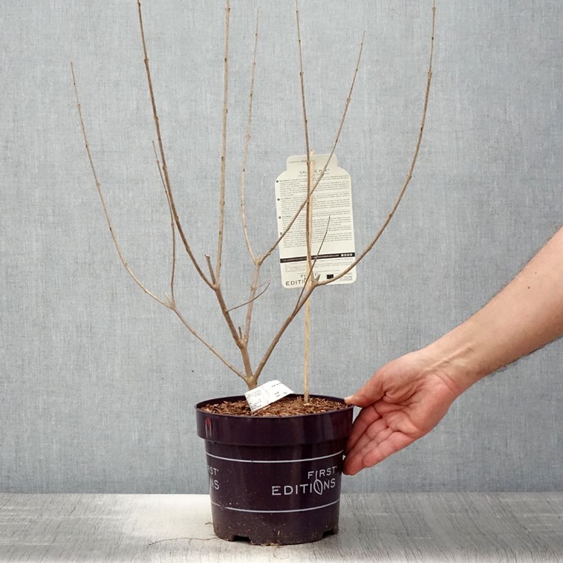 Vitex agnus-castus Galactic Pink - Sauzgatillo Maceta 3L/4L Ejemplar entregado en la primavera