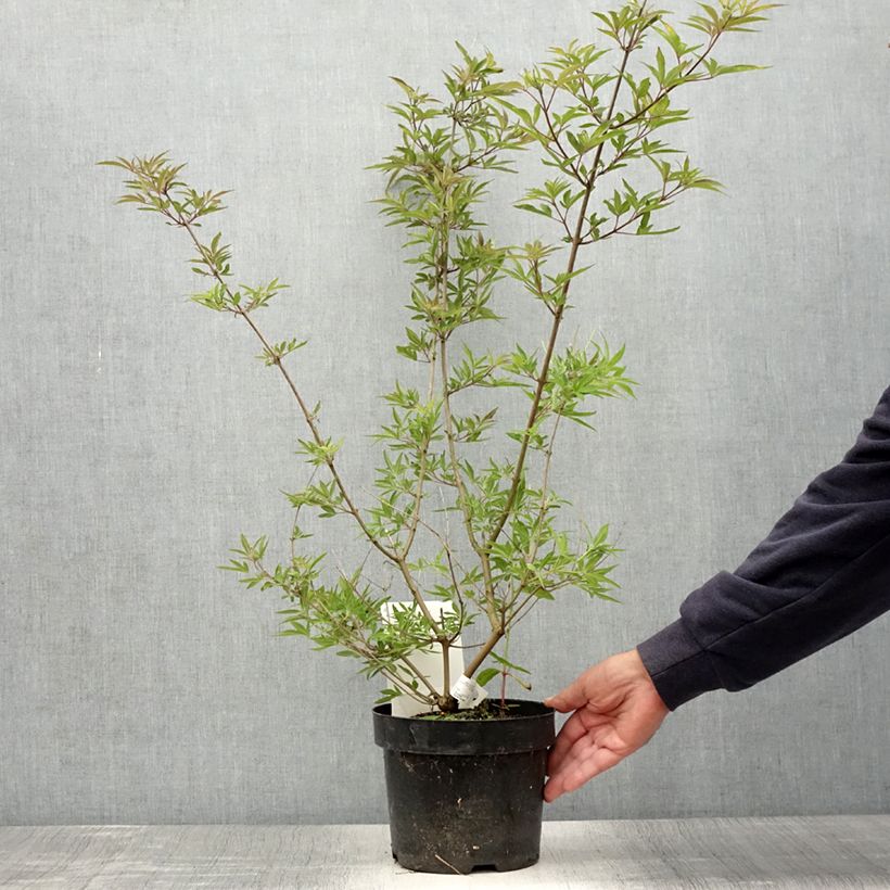 Ejemplar de Vitex agnus-castus Pink Pinnacle - Sauzgatillo Maceta 3L/4L entregado en verano
