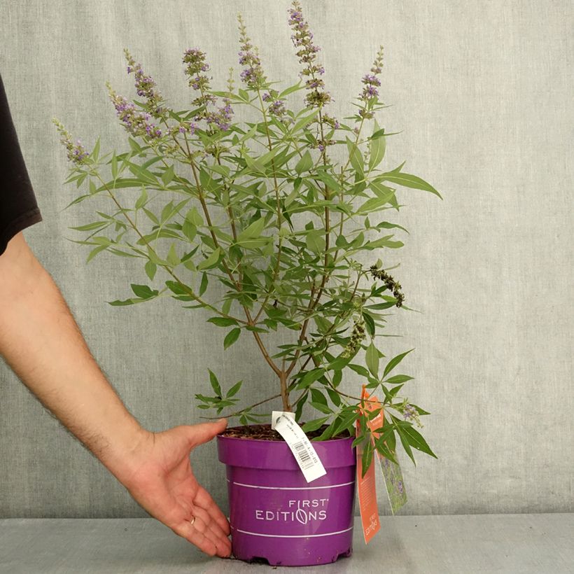 Ejemplar de Vitex agnus-castus Queen Bee - Sauzgatillo Maceta 3L/4L entregado en verano