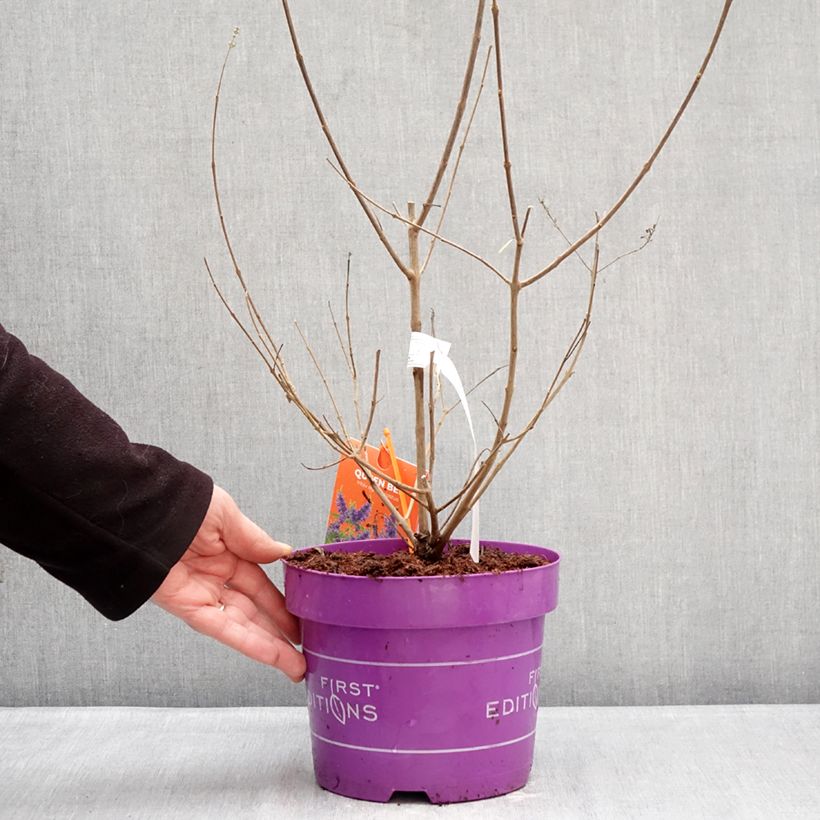 Vitex agnus-castus Queen Bee - Sauzgatillo Maceta 3L/4L Ejemplar entregado en invierno