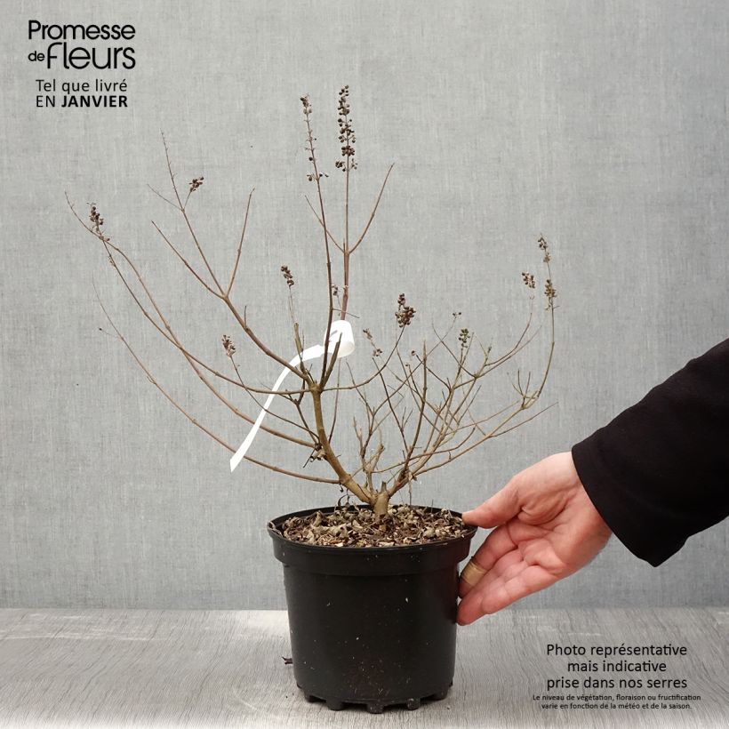 Vitex agnus-castus Santamaria - Sauzgatillo Maceta 3L/4L Ejemplar entregado en invierno