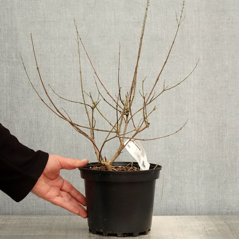 Vitex agnus-castus Santamaria - Sauzgatillo Maceta 3L/4L Ejemplar entregado en la primavera