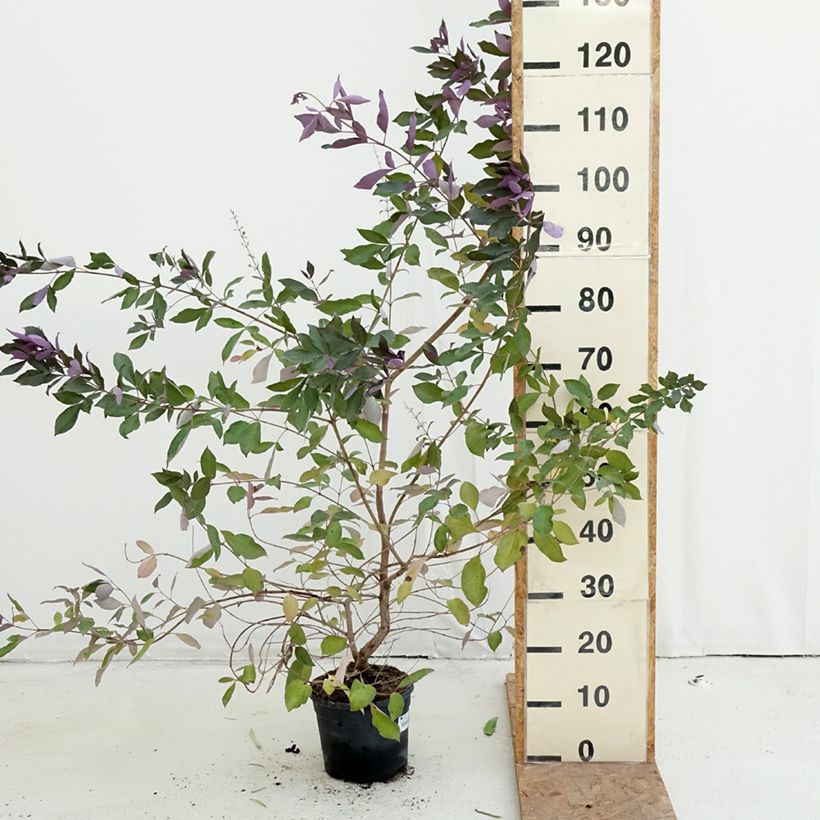 Ejemplar de Vitex trifolia Purpurea Maceta 3L/4L entregado en otoño