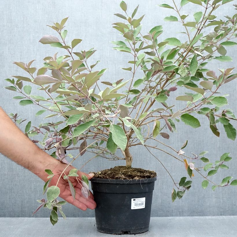 Ejemplar de Vitex trifolia Purpurea Maceta 3L/4L entregado en verano