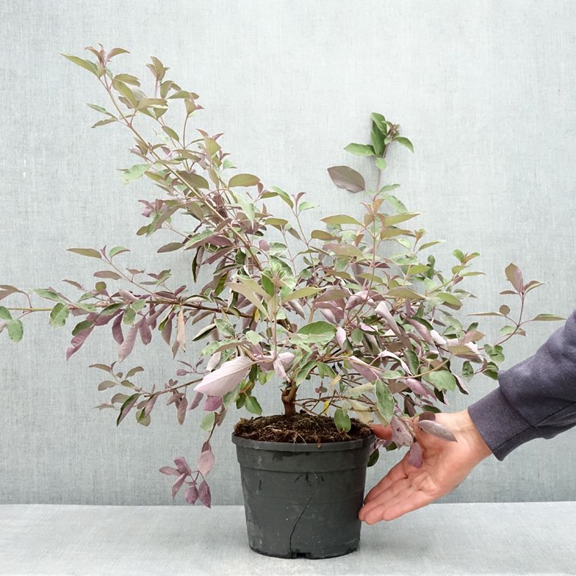 Vitex trifolia Purpurea Maceta 3L/4L Ejemplar entregado en la primavera