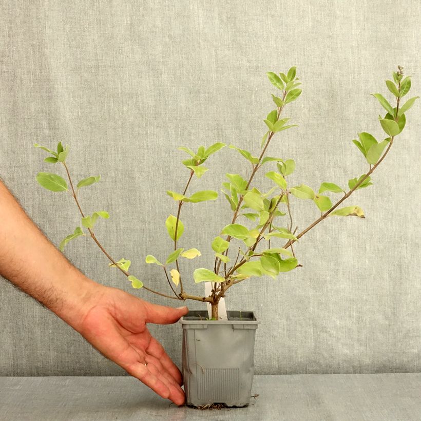 Ejemplar de Vitex agnus-castus Chicagoland Blues - Sauzgatillo Maceta de 12 cm / 13 cm entregado en verano
