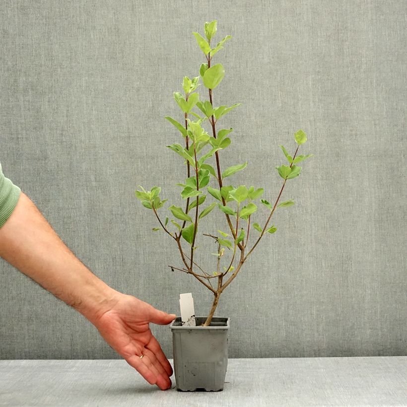 Vitex agnus-castus Chicagoland Blues - Sauzgatillo Maceta de 12 cm / 13 cm Ejemplar entregado en la primavera