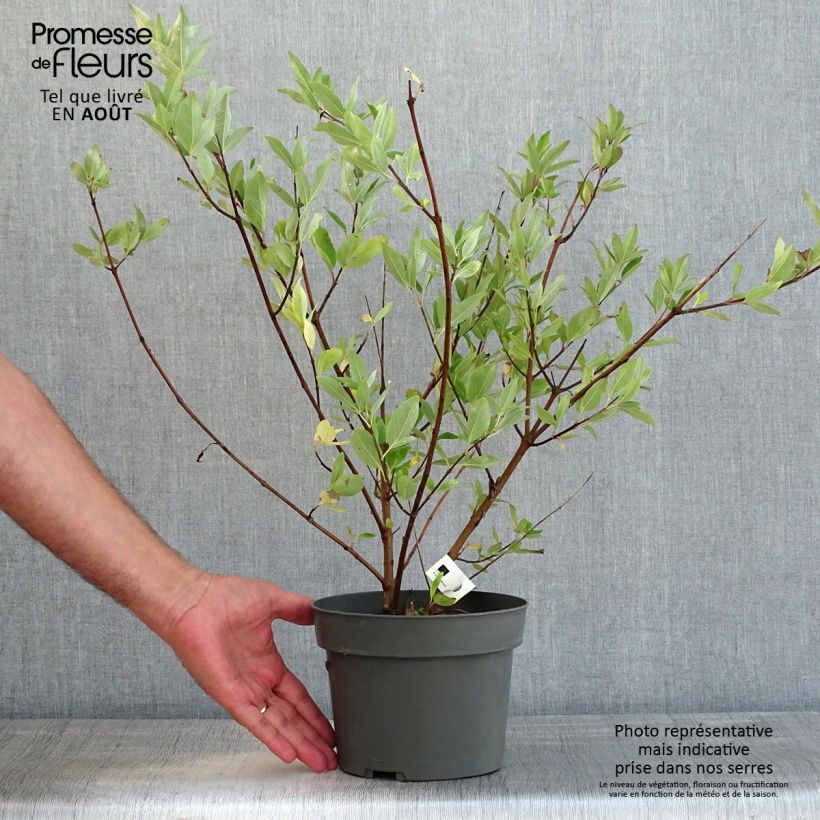 Ejemplar de Vitex agnus-castus Chicagoland Blues - Sauzgatillo Maceta 3L/4L entregado en verano