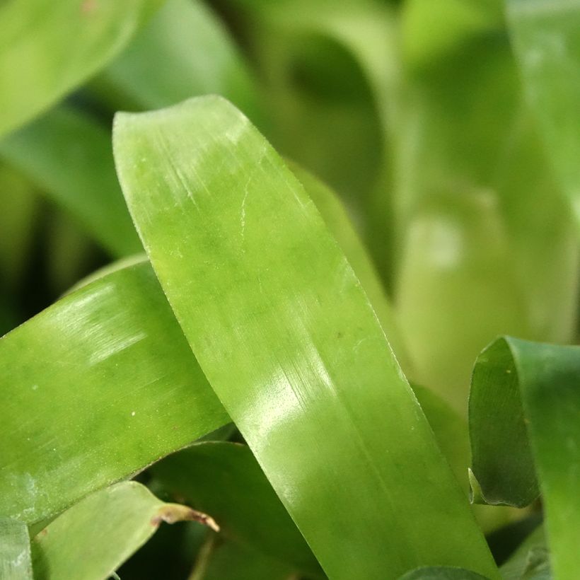 Vriesea Christiane (Follaje)