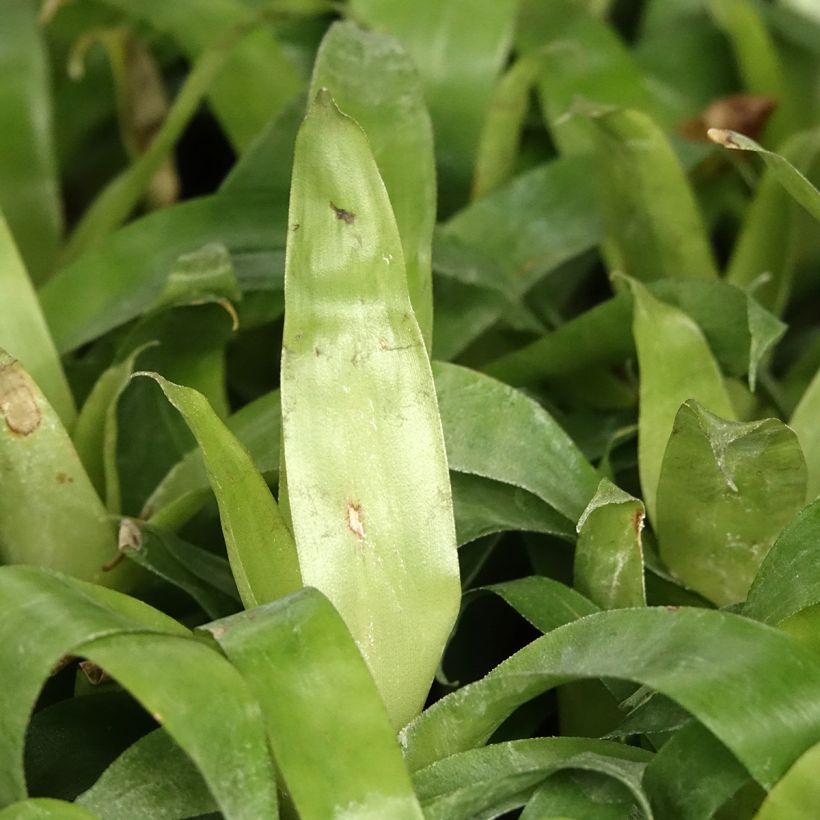 Vriesea Delphinus (Follaje)
