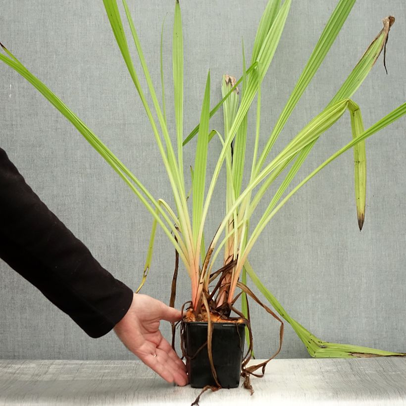 Ejemplar de Wachendorfia thyrsiflora Maceta de 10 cm/11 cm entregado en otoño