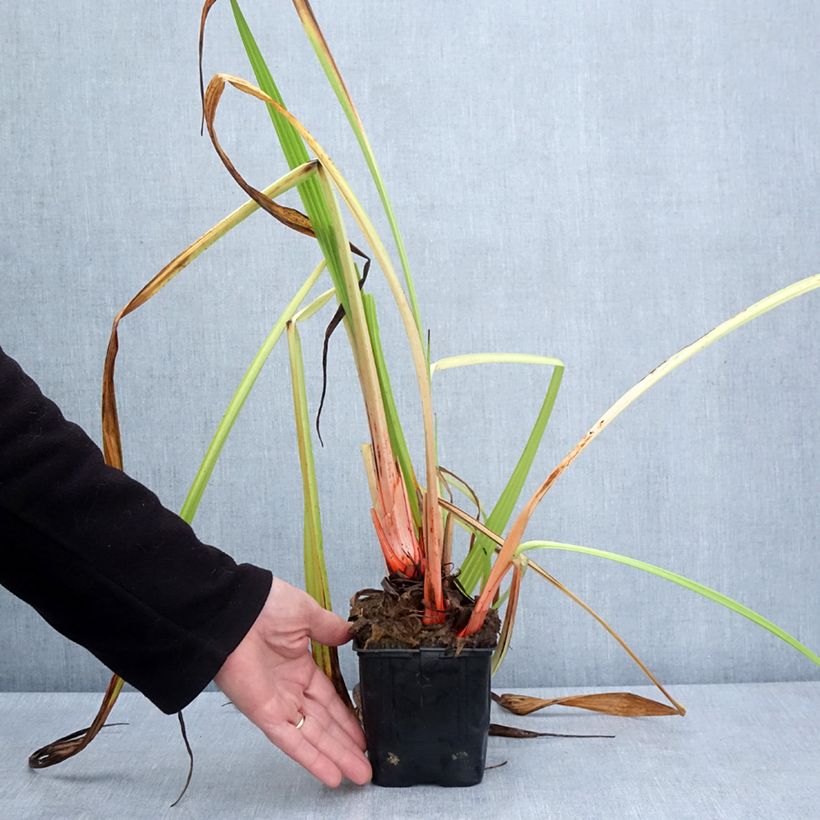 Wachendorfia thyrsiflora Maceta de 10 cm/11 cm Ejemplar entregado en la primavera