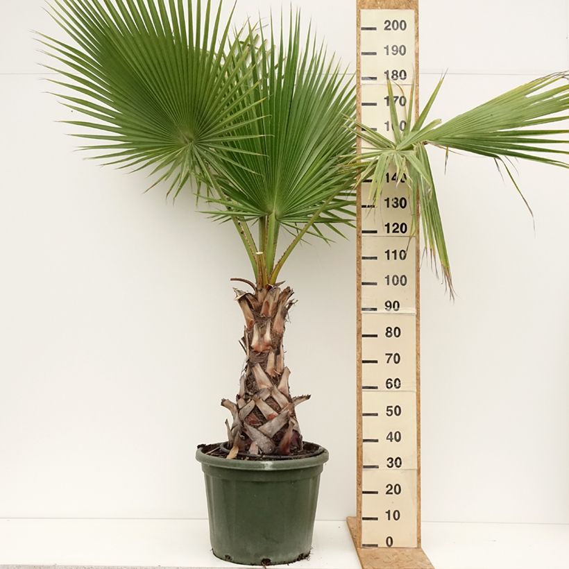 Ejemplar de Washingtonia robusta - Palmera de abanico Maceta 50L/55L entregado en verano