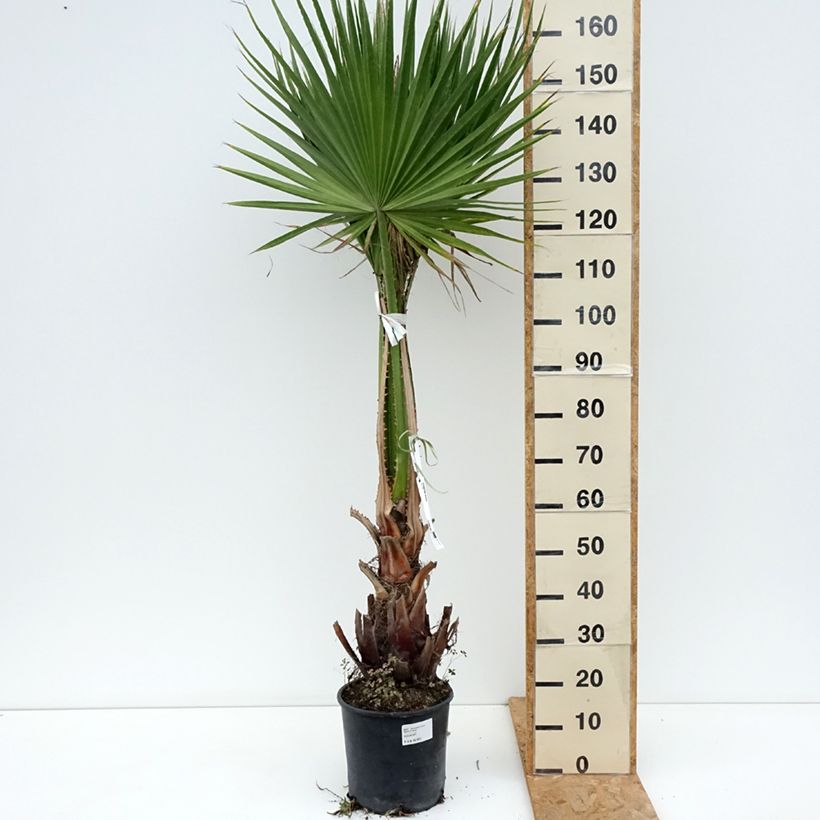 Washingtonia robusta - Palmera de abanico Maceta 7,5L/10L Ejemplar entregado en la primavera