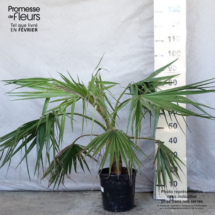 Washingtonia robusta - Palmera de abanico Maceta 7,5L/10L Ejemplar entregado en invierno