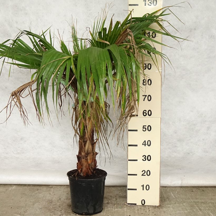 Washingtonia robusta - Palmera de abanico Maceta 7,5L/10L Ejemplar entregado en la primavera