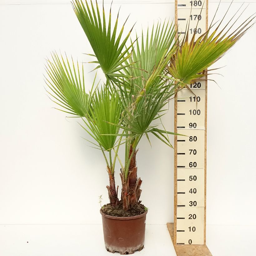 Ejemplar de Washingtonia robusta - Palmera de abanico Maceta 20L/25L entregado en verano
