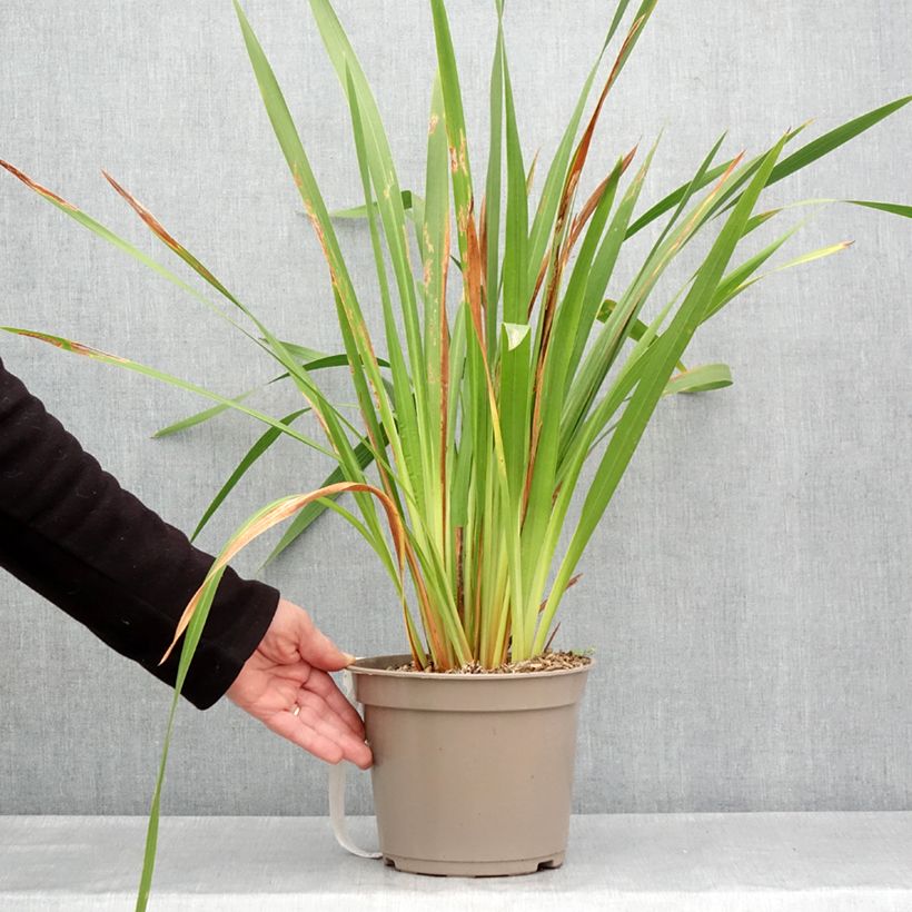 Watsonia gigantea Maceta 4L/5L calibre 10+ Ejemplar entregado en la primavera