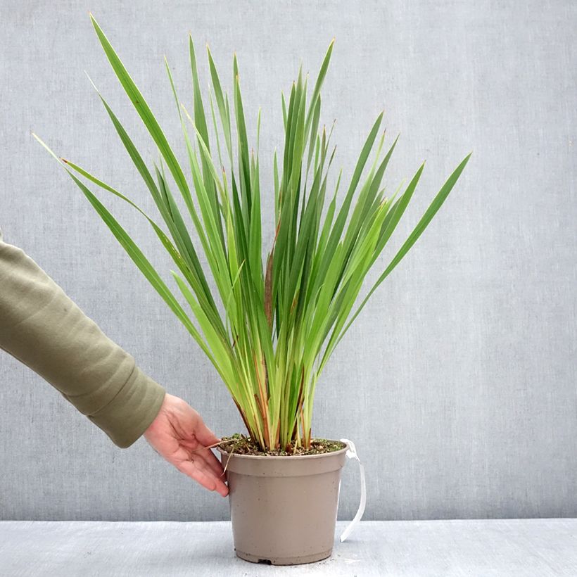 Watsonia gigantea Maceta 4L/5L calibre 10+ Ejemplar entregado en invierno