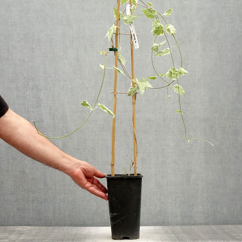 Ejemplar de Wattakaka sinensis Variegata - Dregean de China Maceta 2L/3L entregado en verano