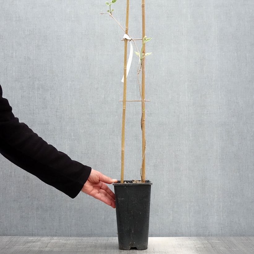 Wattakaka sinensis Variegata - Dregean de China Maceta 2L/3L Ejemplar entregado en la primavera