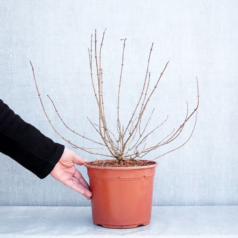 Weigela Briant Rubidor Olympiade - Veigela Maceta 4L/5L Ejemplar entregado en invierno