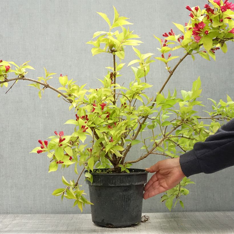 Weigela Briant Rubidor Olympiade - Veigela Maceta 4L/5L Ejemplar entregado en la primavera