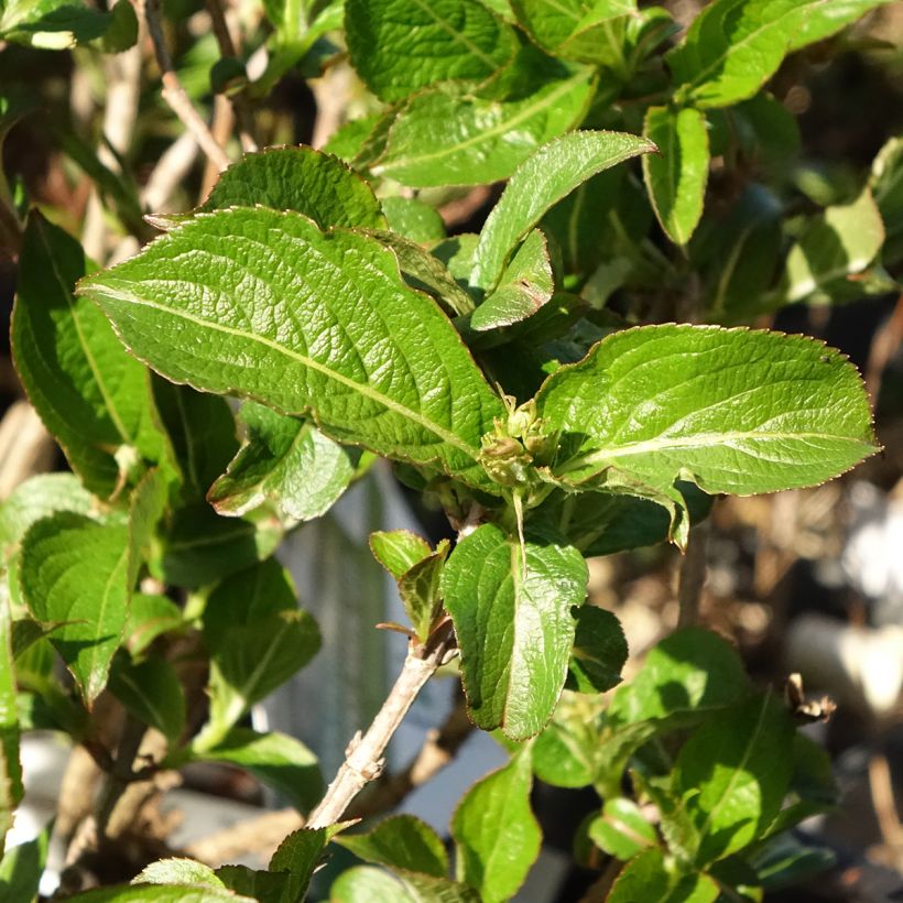 Weigela Colourtwist Sunny Side Up (Follaje)